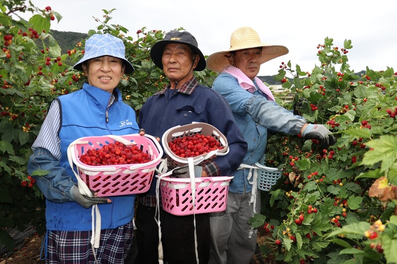 [픽! 옥천] '새콤달콤' 산딸기 수확 한창