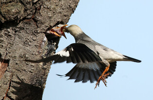 [K-Geography] Starling raising chicks