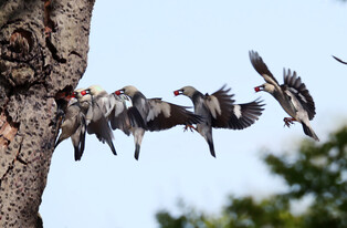 [K-Geography] Starling raising chicks