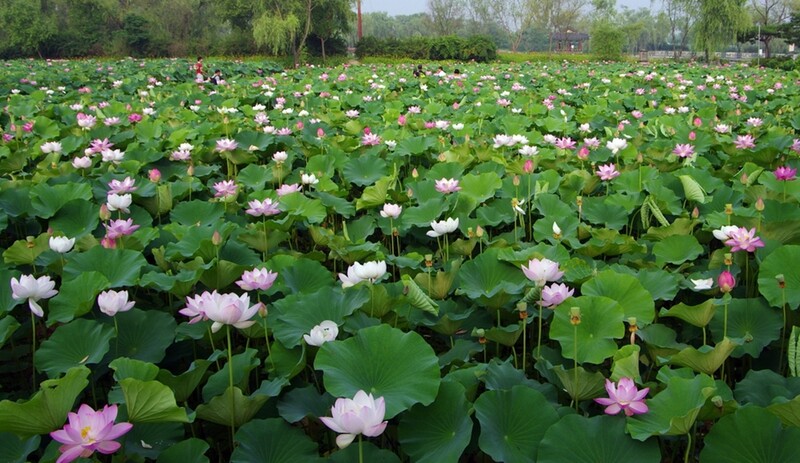 [픽! 부여] 국내 가장 오래된 정원 궁남지에 연꽃 활짝