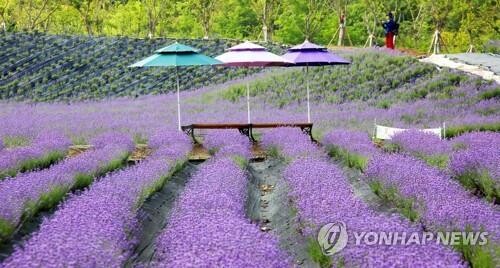 [픽! 정읍] "보랏빛 꽃밭에서 힐링하세요"…만개한 라벤더