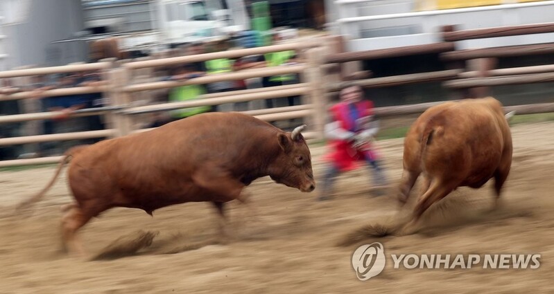 [픽! 의령] 힘찬 각축전…3년 만에 의령서 '전국 민속 소 힘겨루기대회'