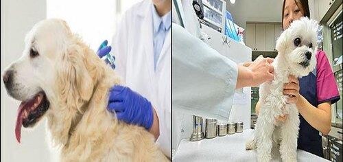 동물에 물리는 '교상', 3년간 1천102건…개물림이 80.8%