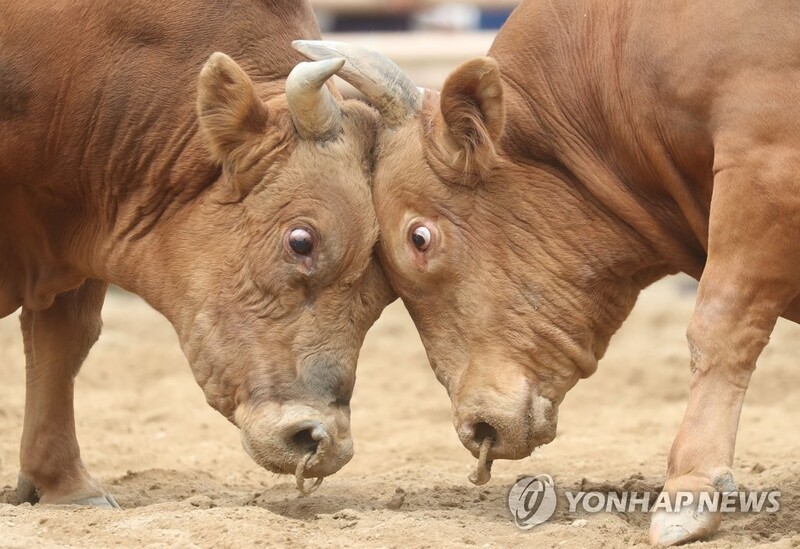 "소 싸움대회 안 해요?"…'소 힘겨루기대회'로 이름 바꿨네