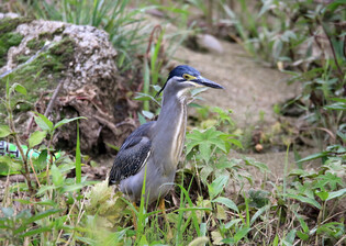[K-Geography] Striated heron in grass
