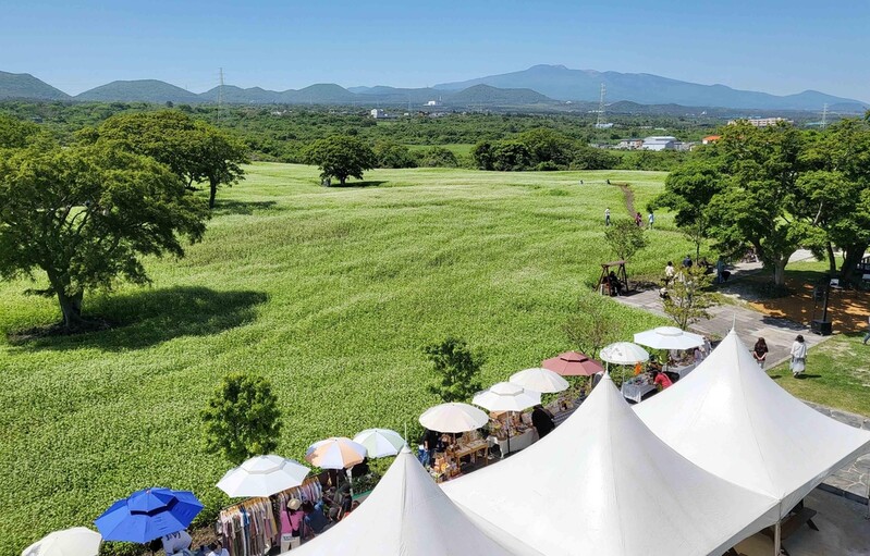 [다시! 제주문화] (37)메일은 강원 봉평?…최대 생산지는 제주