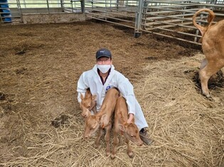 [K-Geography] Female triplet calves