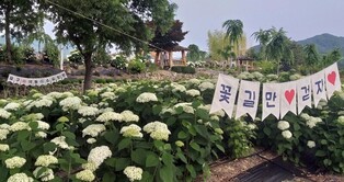 1st Gongju Yugu saek-dong Hydrangea Garden Flower Festival to be held from 17-15