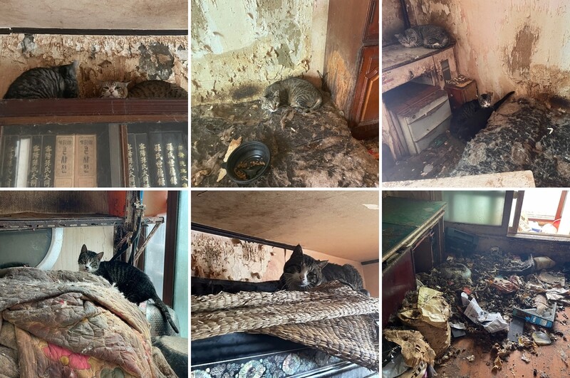 오물·곰팡이 뒤섞인 10평 아파트에 고양이 13마리 방치