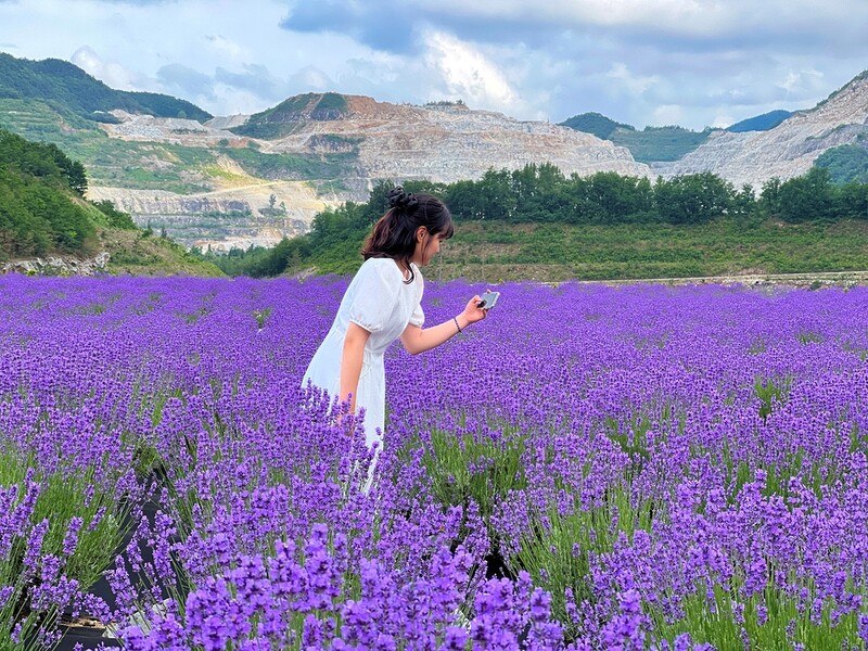 "라벤더 만나러 오세요"…보랏빛 세상 동해 무릉별유천지