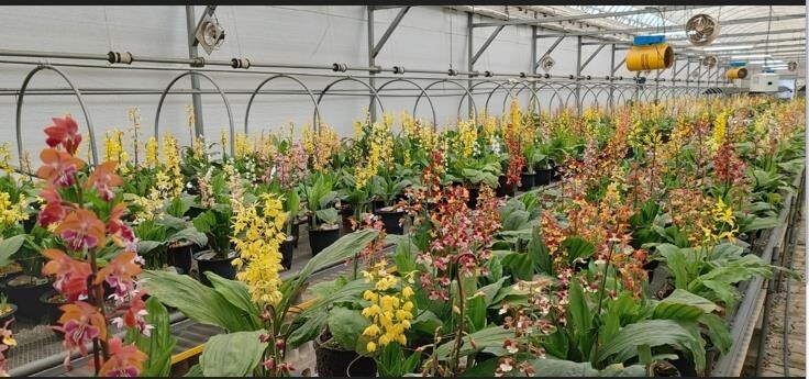 신안군, 내년 4월 자생식물 새우란 축제 연다