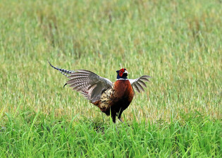 [K-Geography] Pheasant flapping wings