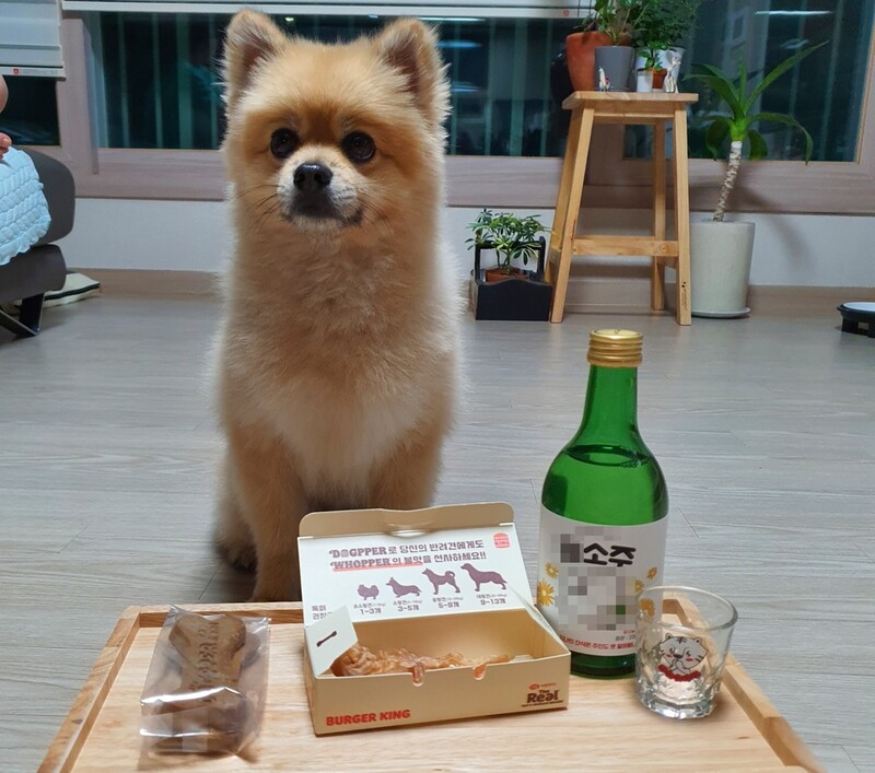 [SNS세상] "반려견과 소주 한잔?"…이색 간식으로 재미와 건강까지