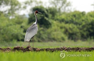 'Please save baby white-naped crane' says farmers of Cheorwon