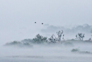 [K-Geography] Cormorants in mist