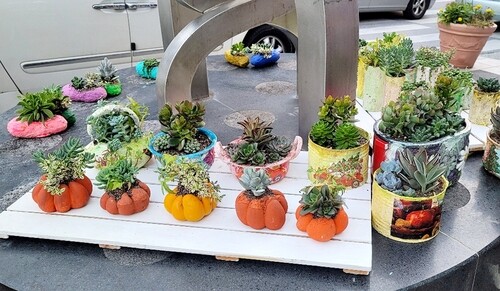 '오즈의 마법사 도로시처럼'…정선 야생화 마을 여행 떠나요