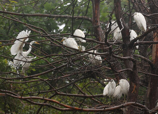 [K-Geography] Egrets taking shelter from rain