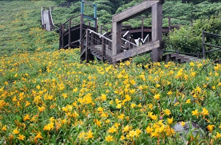 신안 홍도서 내달 8∼17일 '섬 원추리 축제'