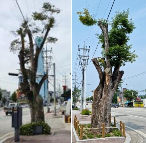 고사 위기 원주 문막 '이승만 전 대통령 느티나무' 회생