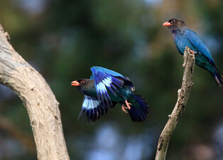 [K-Geography] Dollarbird couple preparing to breed