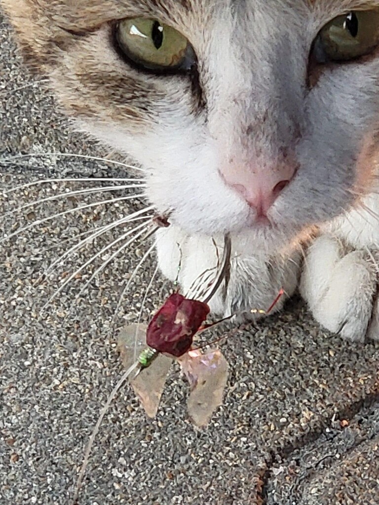 [길따라 멋따라] 낚싯바늘 걸린 고양이들…낚시인들 "반성하고 개선"