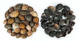 [Rediscovery of Silla (7)] Ecological environment during Silla period, found through seeds and pollens