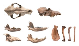 [Rediscovery of Silla (8)] Traces of bears found in royal palaces of Silla