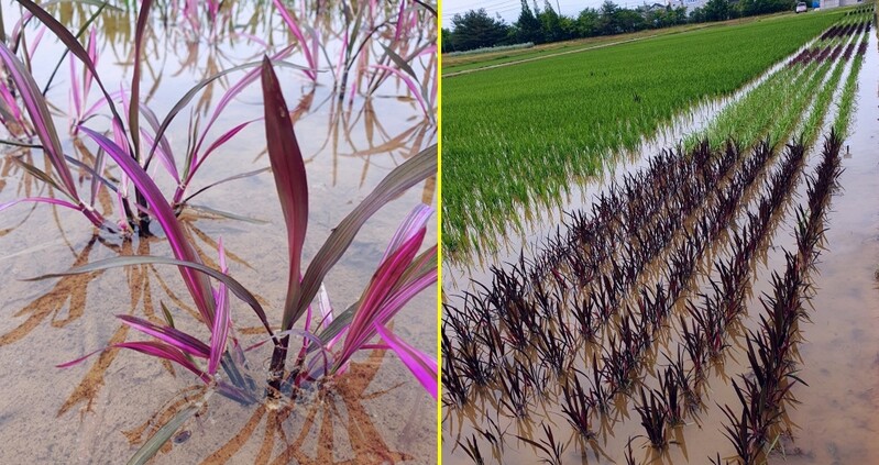 충남농기원 관상용 벼, 화초로 변신…교육·치유농업에 활용