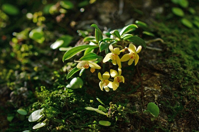 산림청·환경부·해수부·문화재청, 국가보호종 보전 실무회의