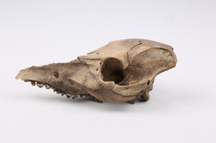 [Rediscovery of Silla (9)] How did people of Silla feed their livestock?