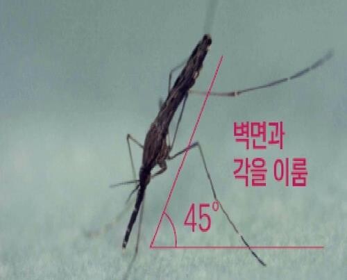 '말라리아 매개' 얼룩날개모기 고양시에서도 발견