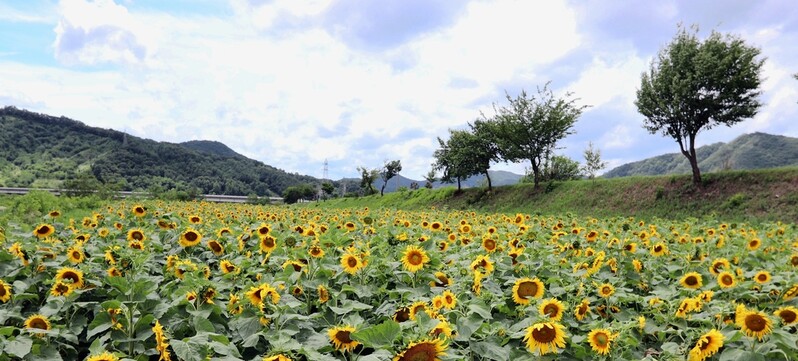 [픽! 옥천] '노란 물결' 보청천 3만송이 해바라기