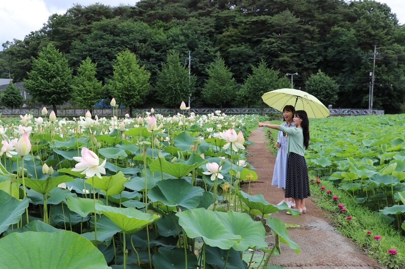 [픽! 옥천] 그윽한 연꽃 향기 가득