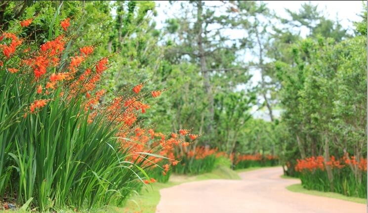신안군, 8∼24일 '섬 크로코스미아 꽃 축제' 개최