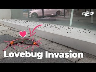 Lovebugs, Koreans are not lovin’ it