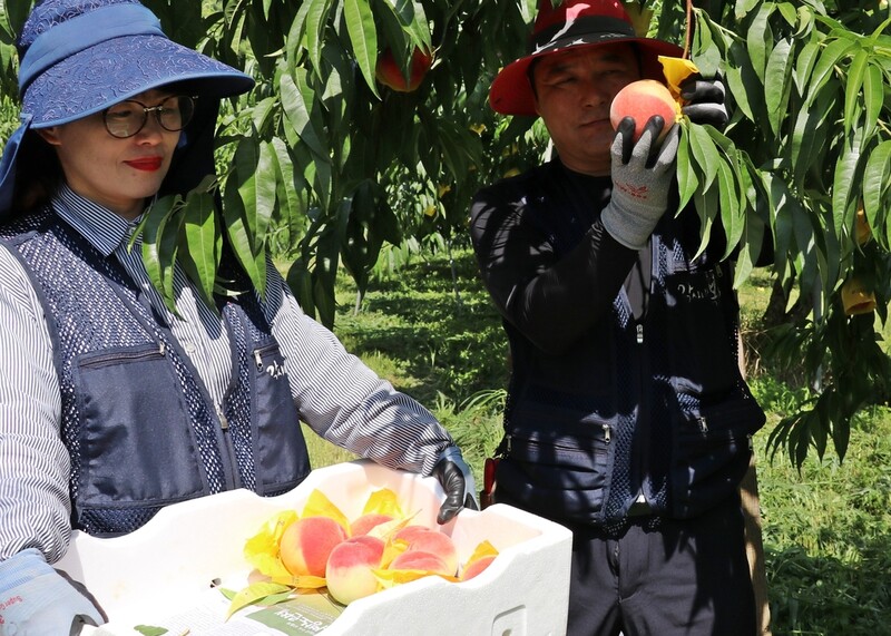 [픽! 옥천] 노지 복숭아 출하 한창