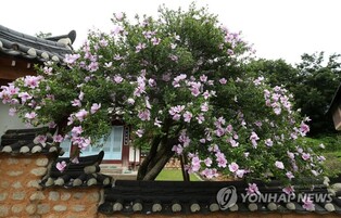 Mugunghwa (Rose of Sharon) of Bangdong-ri, Gangneung in full bloom