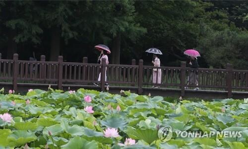 '연꽃 군락지' 전주 덕진공원서 연꽃축제…가요제·축하공연 등
