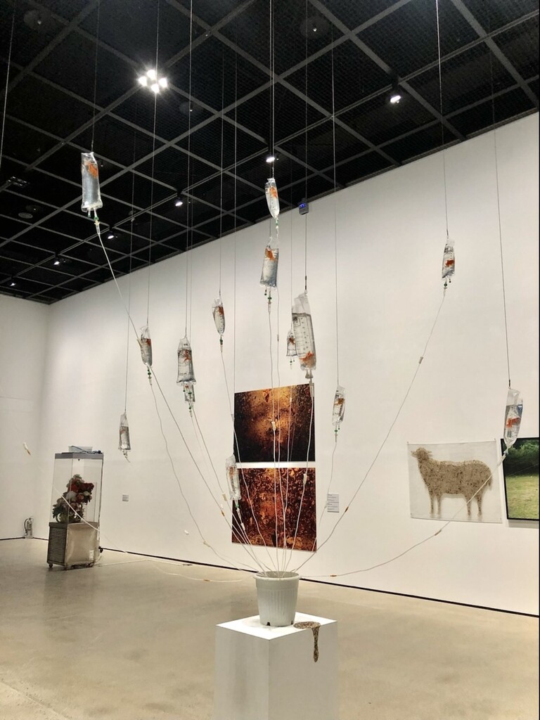 '링거병에서 죽어가는 금붕어'…기획전시에 동물학대 논란