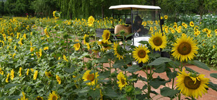 [K-Geography] Sunflowers in full bloom
