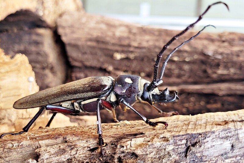 장수하늘소 우화 또 성공…"유충기 3∼5년" 확인