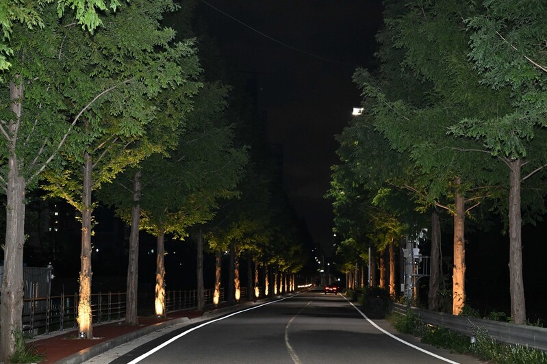 울산 명품 산책로 '두왕 메타세쿼이아길' 1.8㎞ 구간 조성