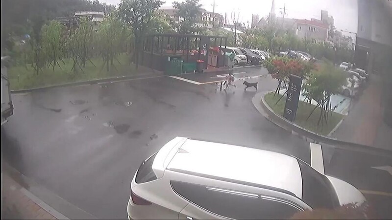 쓰러진 8살 아이 2분 넘도록 공격한 개…경찰, 안락사 절차 진행