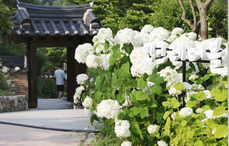신안 도초도서 오는 9월 수국축제…목수국·팜파스그라스 첫선
