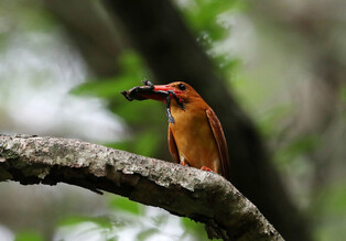 [K-Geography] Ruddy kingfisher hunting frog