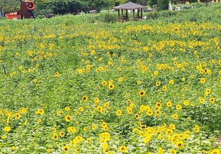 Million of sunflowers bloom around Guwau, Taebaek in three years