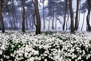 Gujeolcho Theme Park registered as No.1 local garden in North Jeolla province