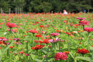 [K-Geography] Common zinnia in full bloom