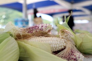 'Waxy corn festival' to be held normally after three years from July 29