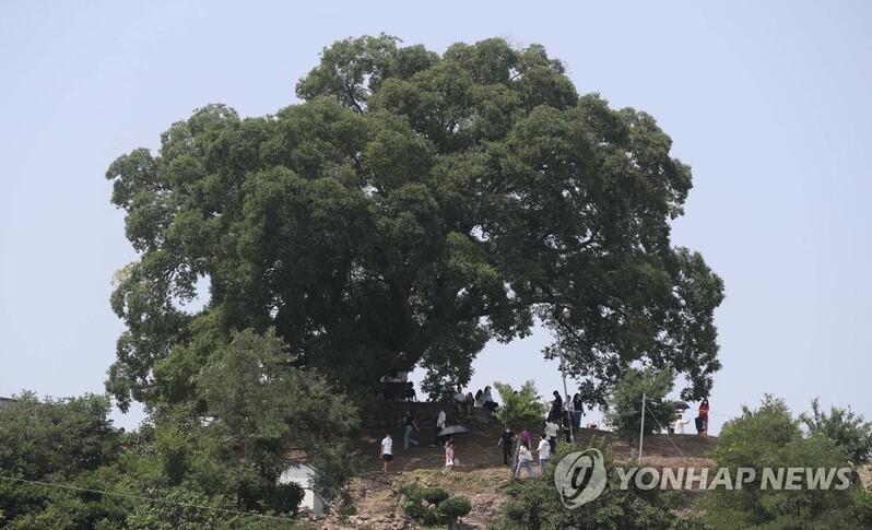 '우영우 팽나무 보자'…창원 동부마을, 관광객 발길 이어져